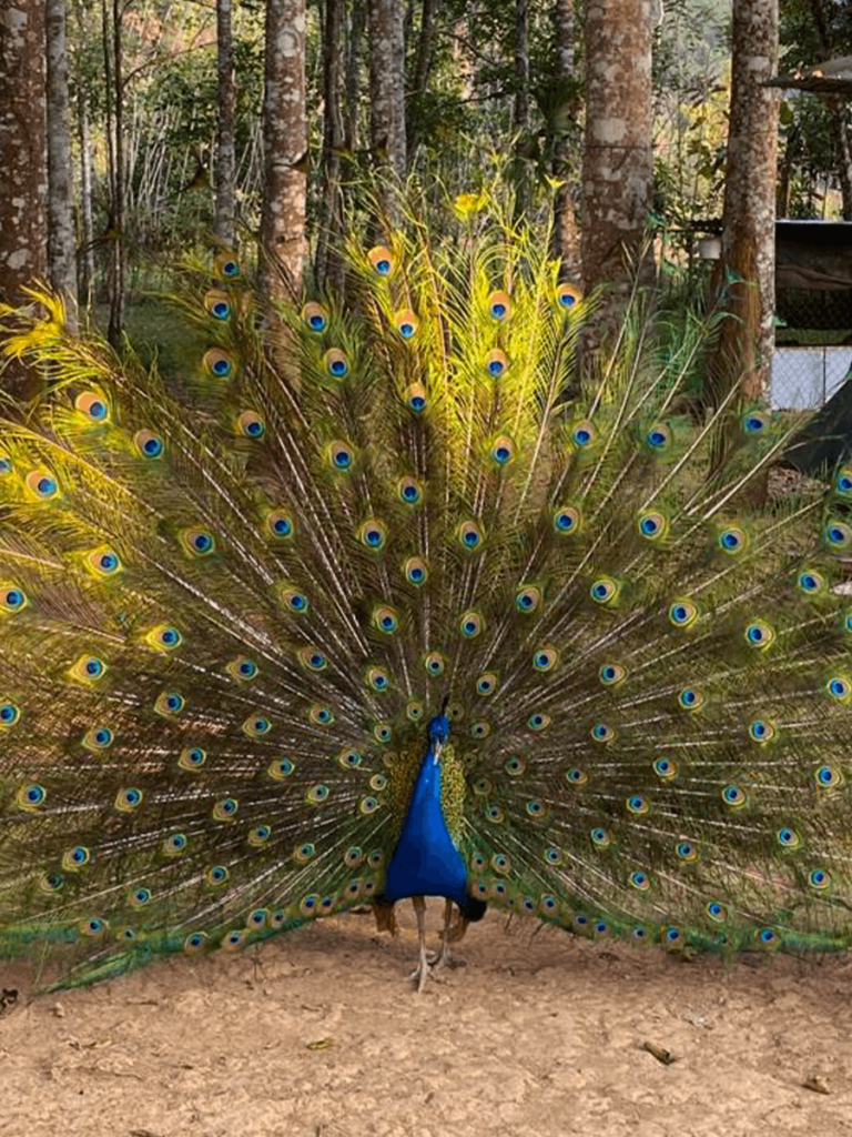 Peacock at the begginign of the Phanoi Viewpoint Hike in Muang Ngoy, Laos.